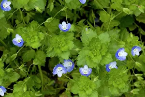 Speedwell: Common field-speedwell