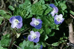 Speedwell: Common Field Speedwell