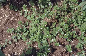 Speedwell: Common Field Speedwell