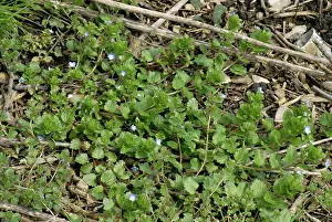 Weed: Common field speedwell