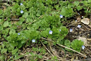 Weed: Common field speedwell