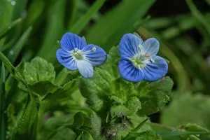 Weed: Common field-speedwell, Veronica persica, in flo