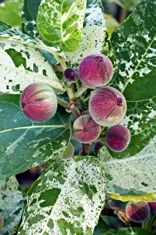 Figs: Common Fig