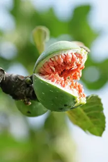 Ficus: Common fig, Ficus carica, Close view of one fruit