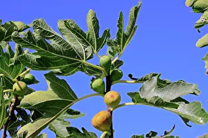 Figs: Common Fig - fruit in tree