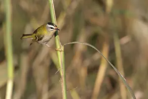 Firecrest: Common Firecrest