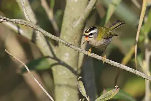 Utrecht: Common Firecrest