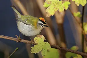 Utrecht: Common Firecrest