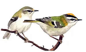 Ignicapillus: Common Firecrest