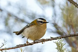 Kinglet: Common Firecrest - perched on a branch - Castile