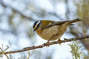 Kinglet: Common Firecrest - perched on a branch - Castile