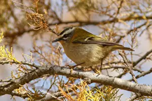 Kinglet: Common Firecrest - perched on a branch - Castile