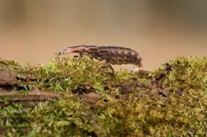 Appalachians: Common Firefly