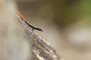 Platysaurus: Common flat lizard