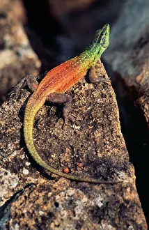 Platysaurus: COMMON FLAT LIZARD - male on rock