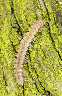 Ailsa Hopkin: Common flatback millipede on bark