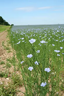 Linseed: Common Flax / Linseed - grown for its fibres which