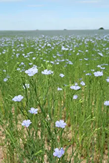 Linseed: Common Flax / Linseed - grown for its fibres which