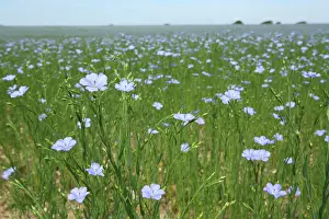 Linseed: Common Flax / Linseed - grown for its fibres which