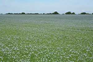 Linseed: Common Flax / Linseed - grown for its fibres which