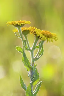 Helder: Common Fleabane