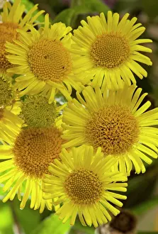 Fleabanes: Common Fleabane - in flower