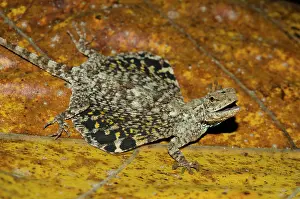 Dragon: Common Flying Dragon