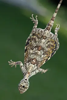 Dragon: Common Flying Dragon in flight