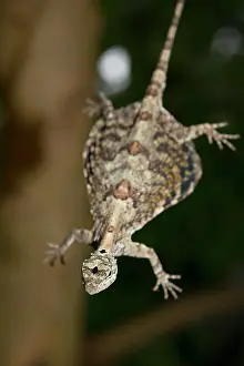 Dragon: Common Flying Dragon in flight
