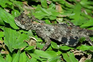 Draco: Common Flying Lizard