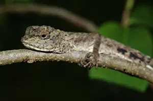 Draco: Common Flying Lizard
