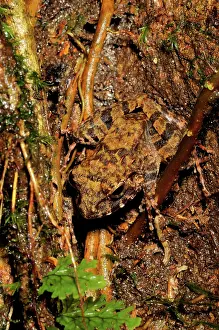 Filipino: Common Forest frog