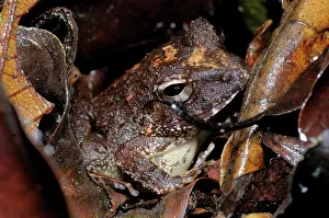 Filipino: Common Forest frog