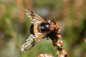 Heathland: Common forest hoverfly with open wings sitting o