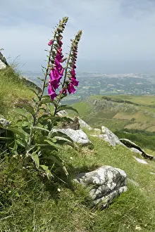 Digitalis: Common foxglove (Digitalis purpurea) on the slopes