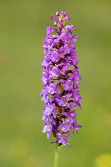 Gymnadenia: Common Fragrant Orchid - close up of flower
