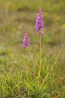 Gymnadenia: Common Fragrant Orchid - group of two plants