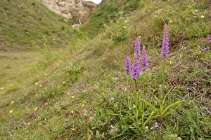 Gymnadenia: Common Fragrant Orchid - group of plants - in habitat