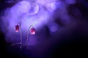 Fritillary: Common Fritillary (Fritillaria meleagris) flowers