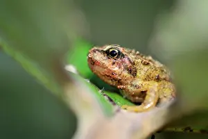 Temporaria: Common Frog