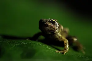Temporaria: Common Frog