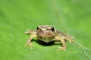 Temporaria: Common Frog