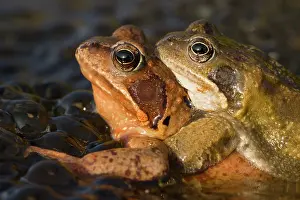 Copula: Common Frog