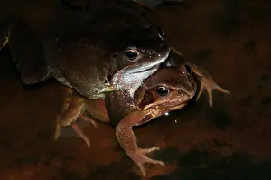 Temporaria: Common Frog