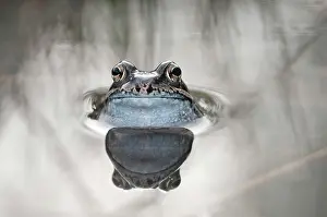 Temporaria: Common Frog