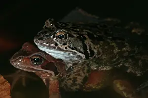 Temporaria: Common Frog