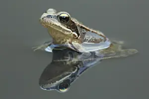 Temporaria: Common Frog