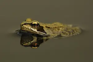Temporaria: Common Frog