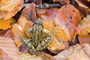 Temporaria: Common Frog