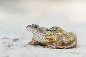 Ranidae: Common Frog